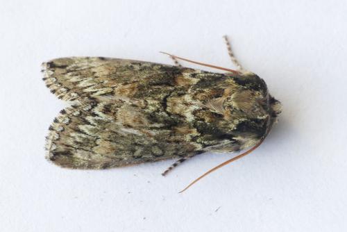 Polyploca ridens